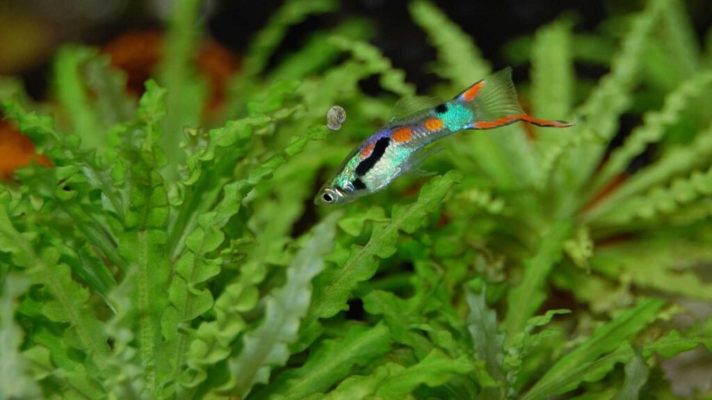 Comida para Guppy