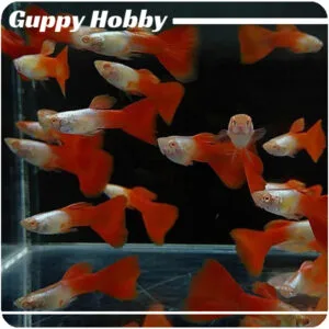 Albino Silverado Red