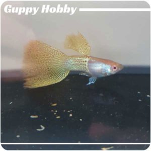 Albino Half Filigran Amarillo