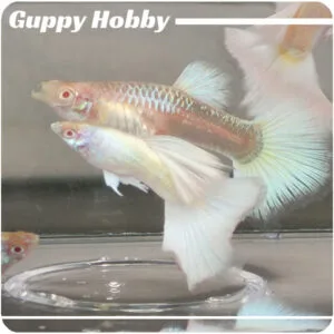 Albino Platinum Pastel