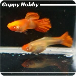 Albino Red Koi