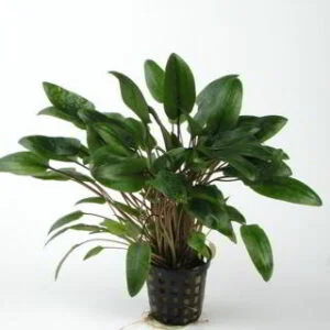 Cryptocoryne Wendtii Green