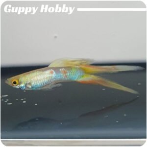 Double Tail Galaxy Blond