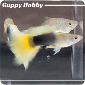 Half Black Yellow