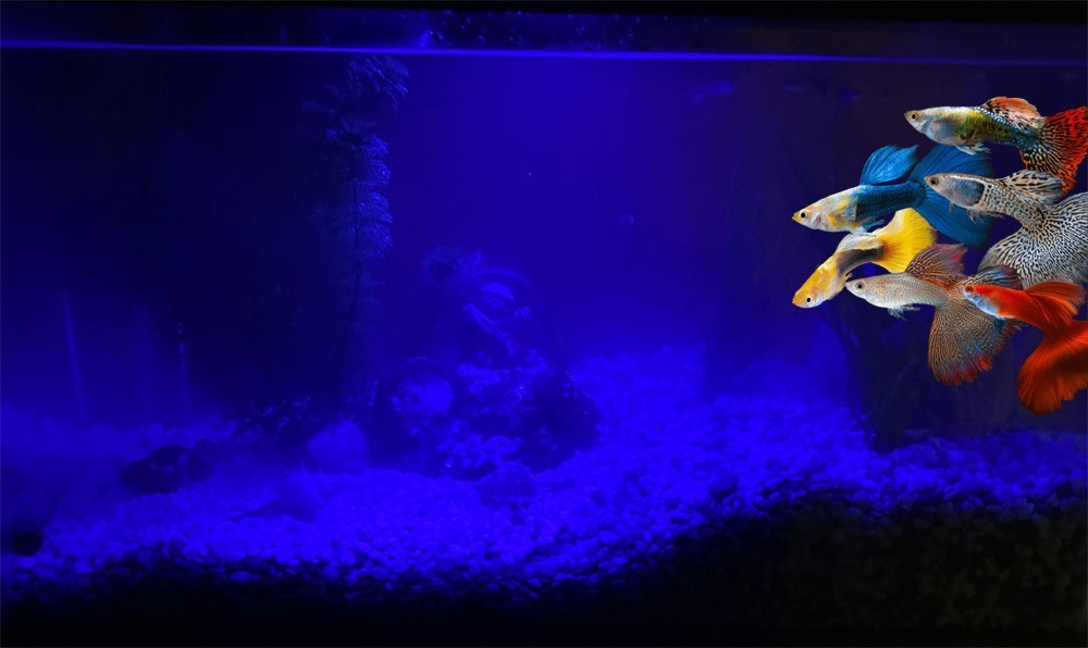peces guppy