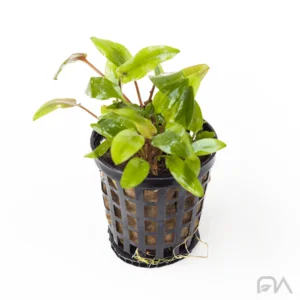 Cryptocoryne Lutea
