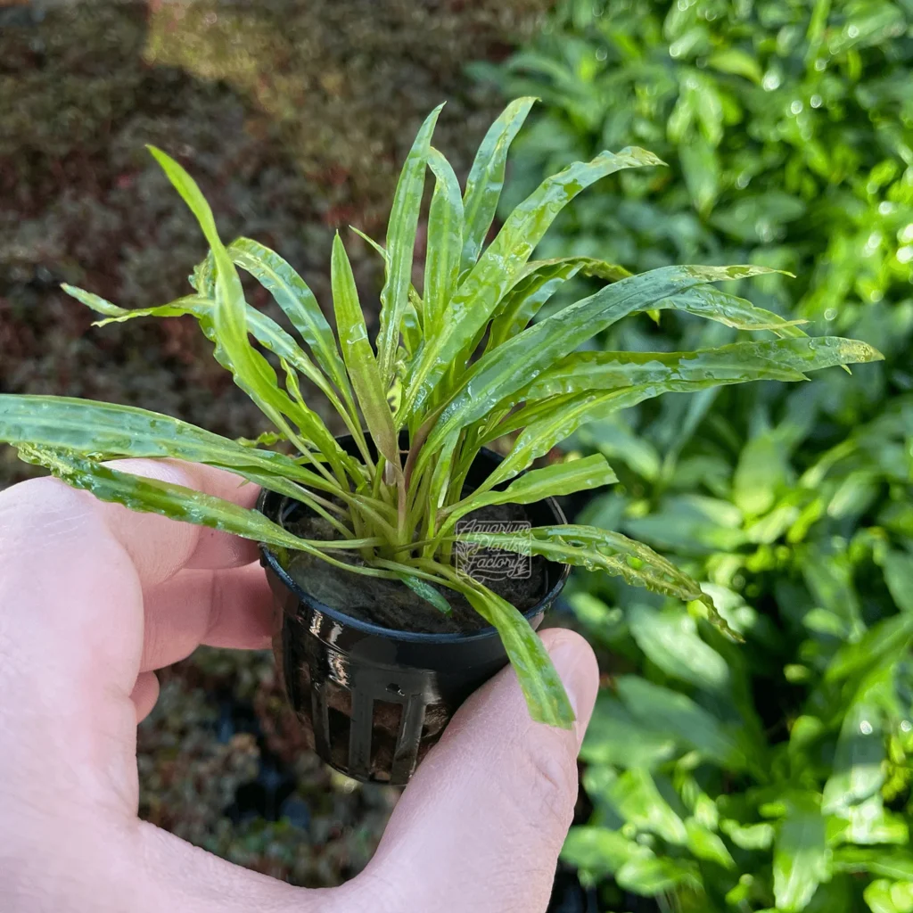 Cryptocoryne