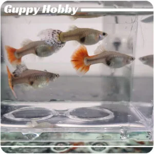 Lote de 6 hembras Guppy XL SURTIDO