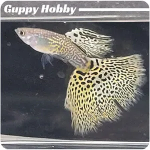 Platinum Yellow Leopard