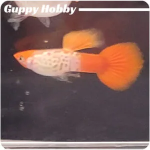 Platinum Koi Snakeskin