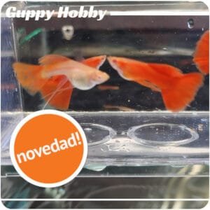 Albino Full Red Ribbon