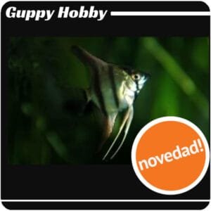 Pterophyllum scalare comun