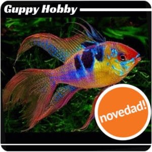 Papiliochromis Ramirezi Long Fin