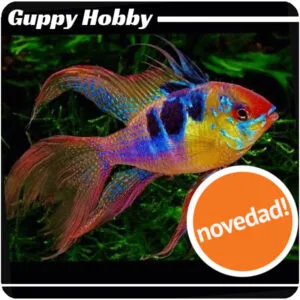 Papiliochromis Ramirezi Long Fin