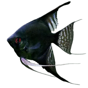 Peces variados
