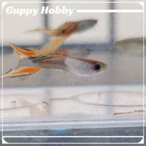 Guppy Endler Silverado Red