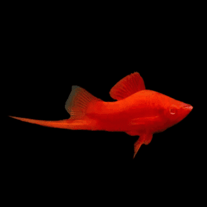 Xiphophorus hellerii red eye