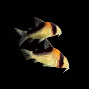 Corydoras adolfoi