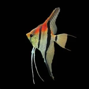 Pterophyllum Scalare Manacapuru Red Back